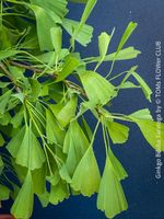 Ginkgo Biloba Saratoga - anmutiges Wachstum garantiert