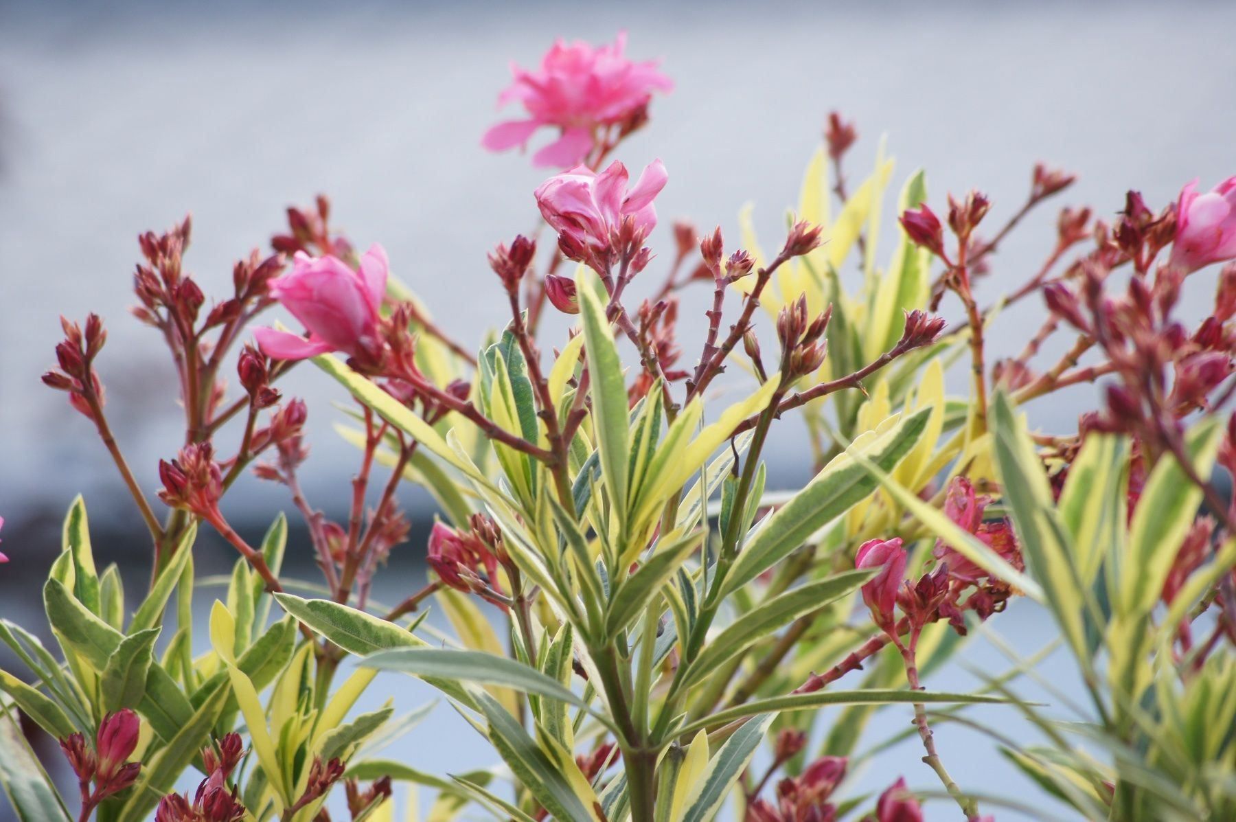 Piante & sementi: Oleander mit panaschierten Blättern (Versand möglich ) – Usato da seon venduto da Agnom 1