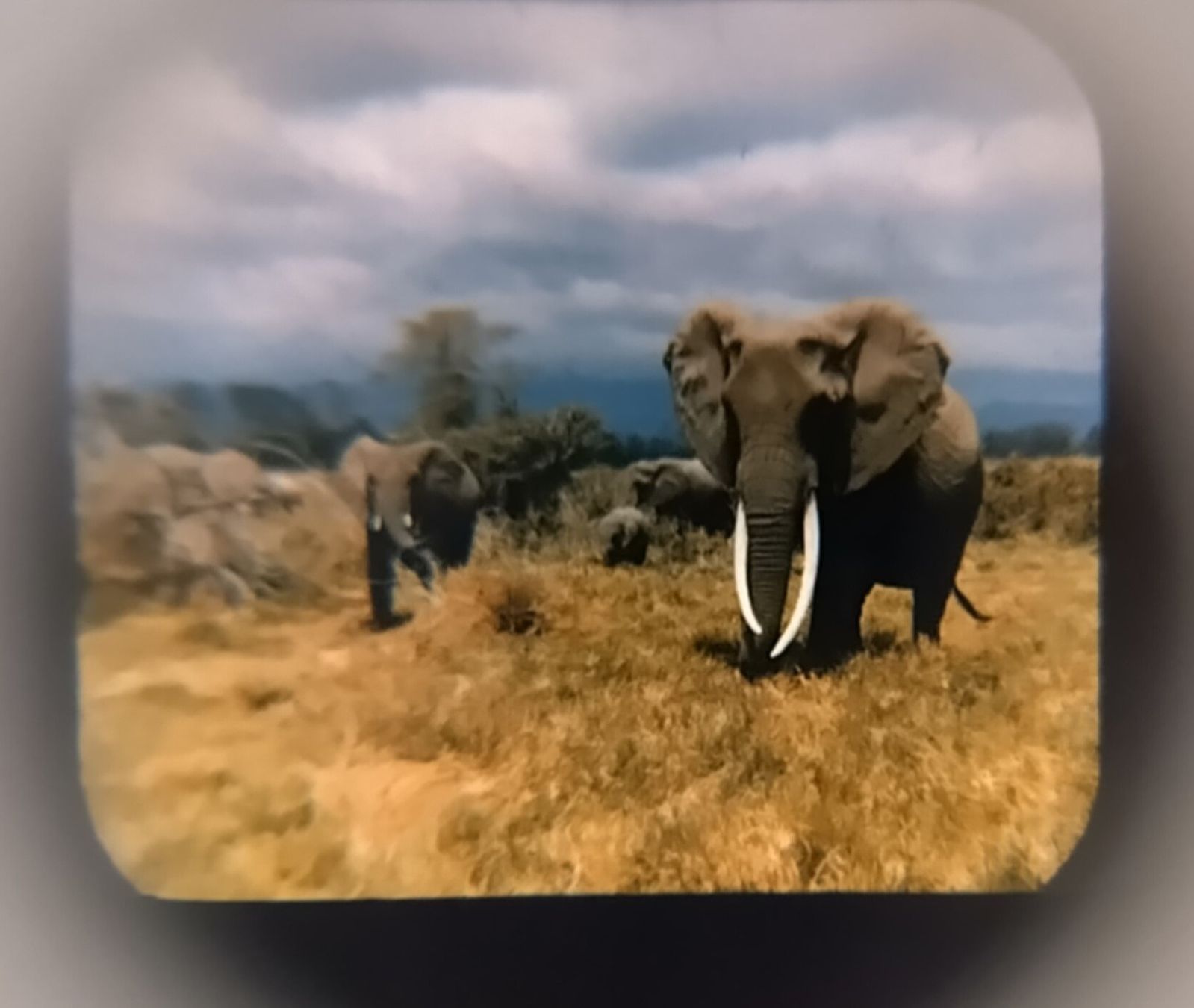 View-master Giocattoli: View-Master / 3 Bildscheiben / Wild Animals / ab Fr. 1.- – Usato da Bellach venduto da JingleJerry 2