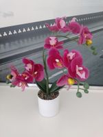 Orchidee