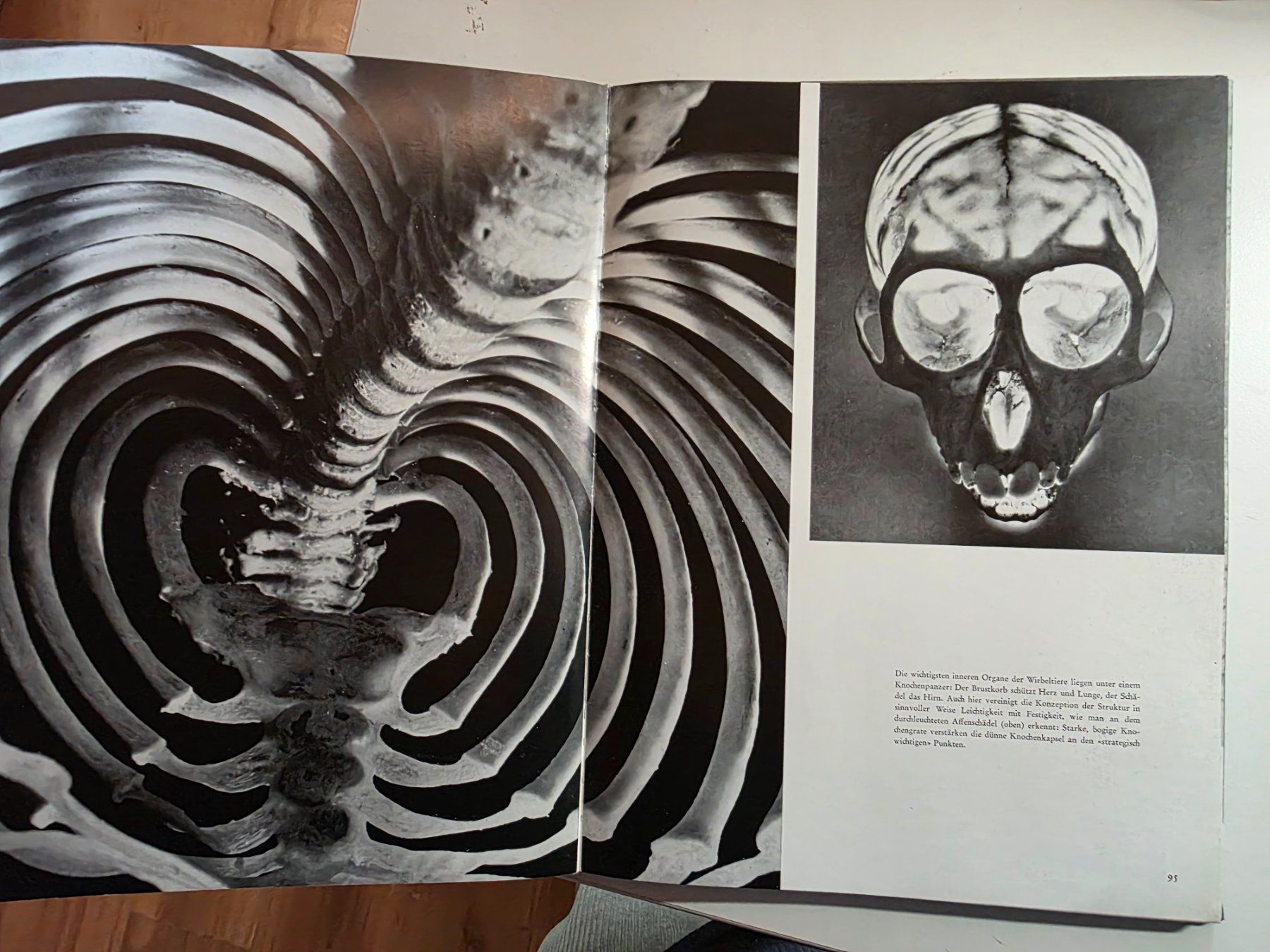 Libri: Das Antlitz der Natur - Andreas Feininger - 1957 – Usato da Walterswil BE venduto da Lonitti 5