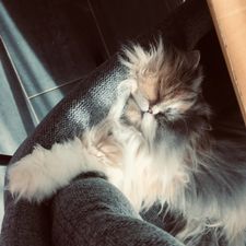 Profile image of OrangeOrchidee23