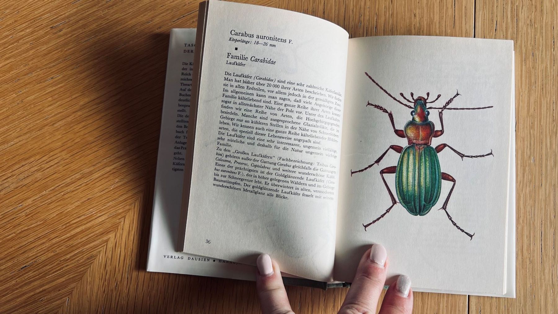 Libri: Taschenatlas der Käfer von Dausien, 1978 – Usato da Schübelbach venduto da Dolly990_2 2
