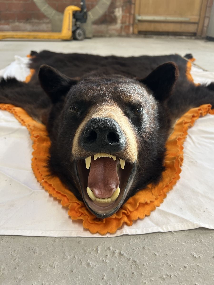 Il mondo degli animali: Schwarzbärfell aus Kanada – Usato da Euthal venduto da ruckzuckrohrfrei