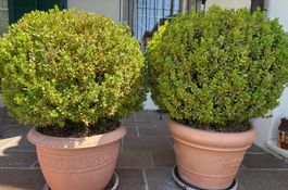Buchskugeln mit Topf / buxus
