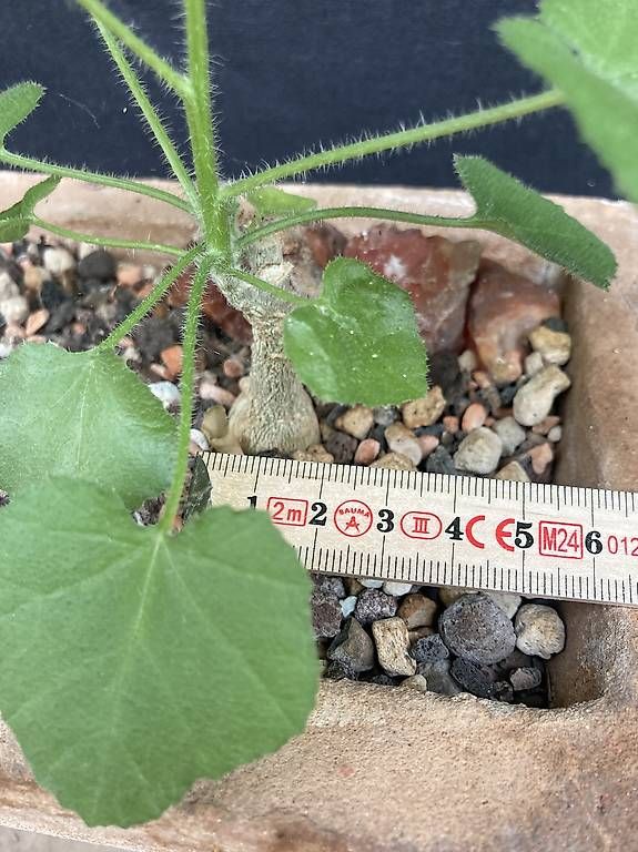 Piante & sementi: Caudex Dendrosicyos socotranus – Nuovo e nell'imballaggio originale da Liestal venduto da PrebenZwei 4