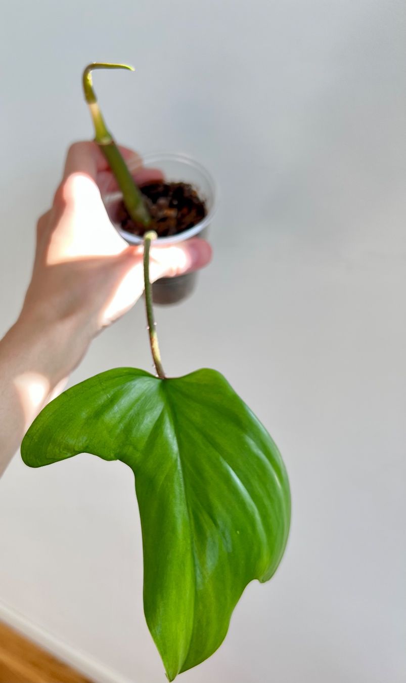 Piante & sementi: Philodendron Florida Ghost💚 – Usato da Glattpark(Opfikon) venduto da ste_n99y 5