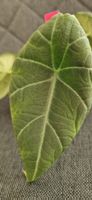 🤩Alocasia Maharani Rhizom 