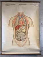 Anatomisches Tabellenwerk Organe