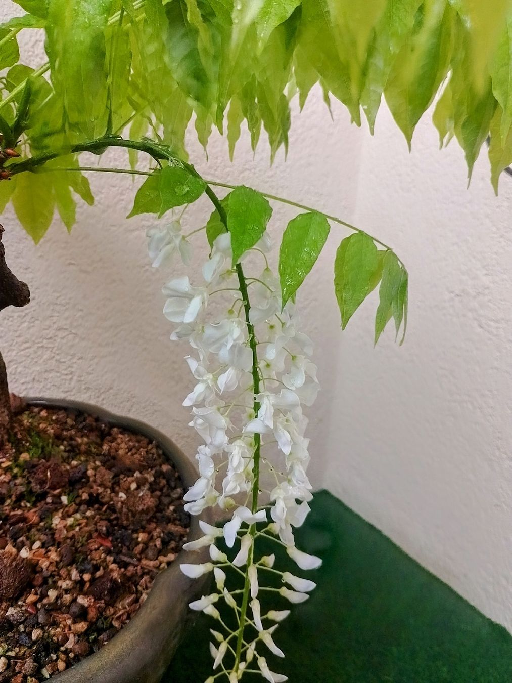 Blauregen Bonsai wei blhend inkl Schale, Wisteria sinensis (Gebraucht) in  Trubschachen fr CHF 145  nur Abholung auf Ricardo kaufen