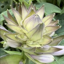 Profile image of lavieenroses