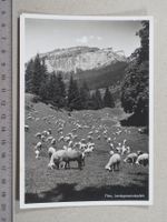 Flims, Schafe