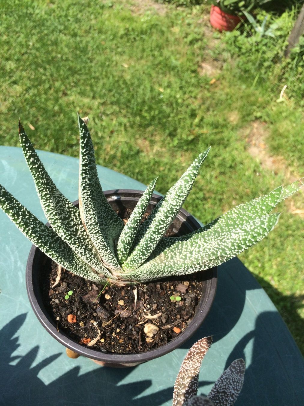 Piante & sementi: Aloe humelis – Nuovo (secondo la descrizione) da Vinelz venduto da Wellensittich55