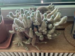 Mammillaria elongata Kaktus