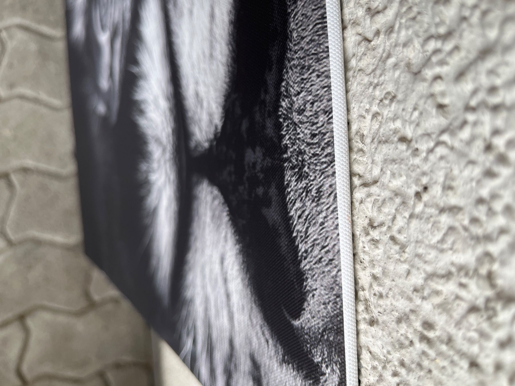 Foto & Immagini: Canvas Löwenpaar 50x70cm – Usato da Escholzmatt venduto da Stern777 3