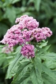 Pflanzen & Samen: Wasserdost - Eupatorium cannabinum - 350 Samen – Neu und originalverpackt aus Sumiswald von Cham14558 1