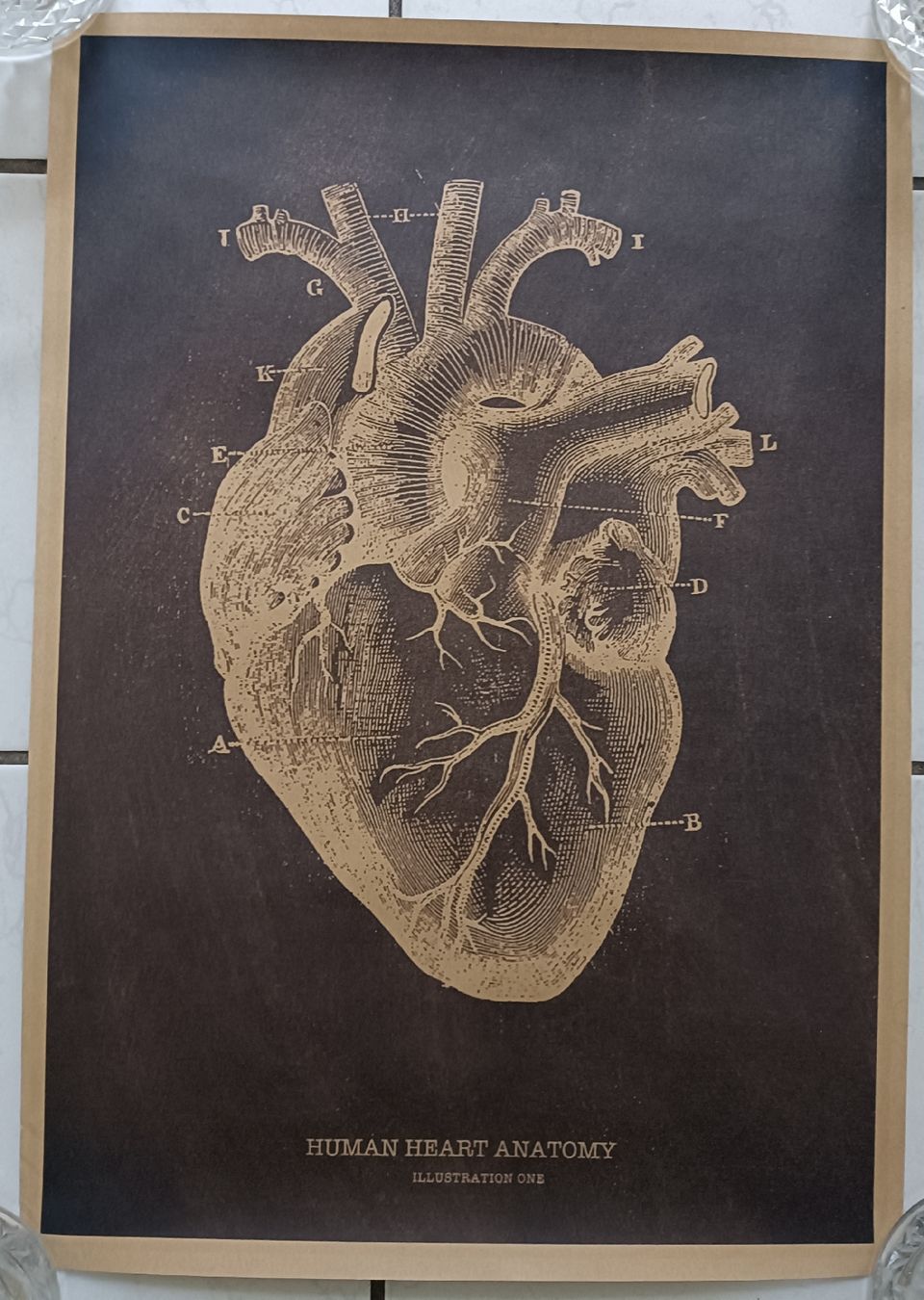 Foto & Immagini: Human Heart Poster A3 – Nuovo (secondo la descrizione) da Luzern venduto da cryptonic79