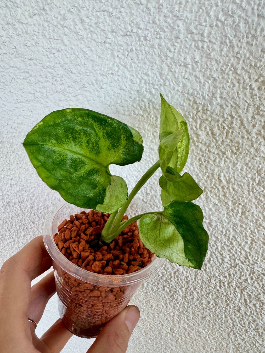 Pflanzen & Samen: Syngonium T24 🌿 – Neu (gemäss Beschreibung) aus Bülach von Bloom_Witch 1