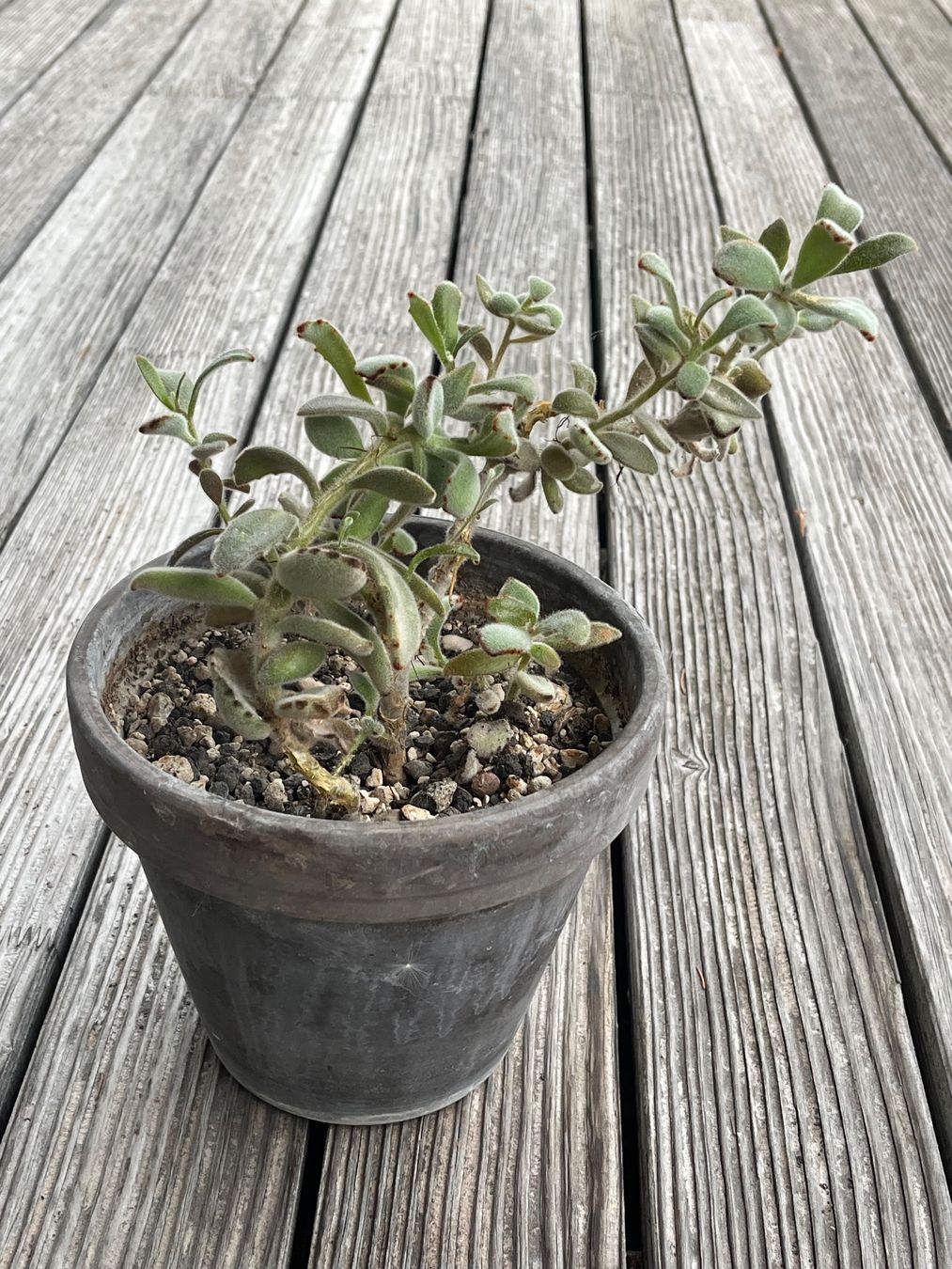 Piante & sementi: Kalanchoe Tomentosa -  Succulent im Topf – Usato da Weggis venduto da agabara77 2