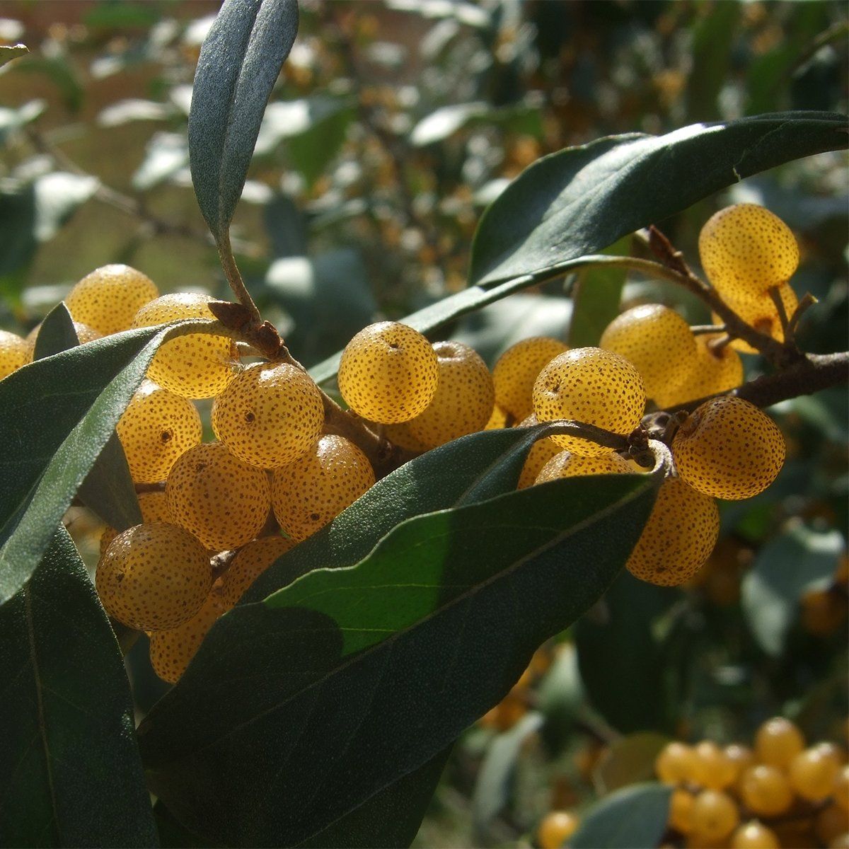 Piante & sementi: Goumi du Japon jaune  15-20cm – Nuovo (secondo la descrizione) da Bremblens venduto da FIBONACCI369 1
