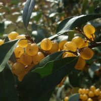 Elaegnus umbellata - Goumi du Japon jaune  ( 10 boutures )