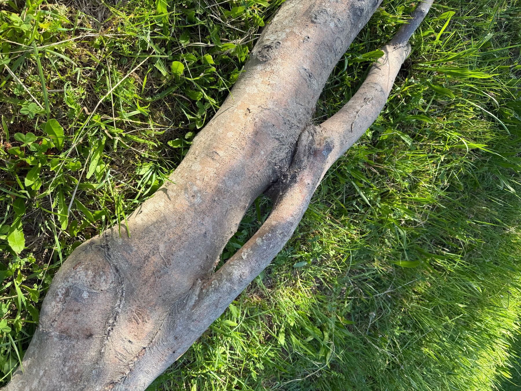 Articoli in legno: Starker, knorriger Baumstamm - Gartendeko – Usato da Huttwil venduto da Burk3 1
