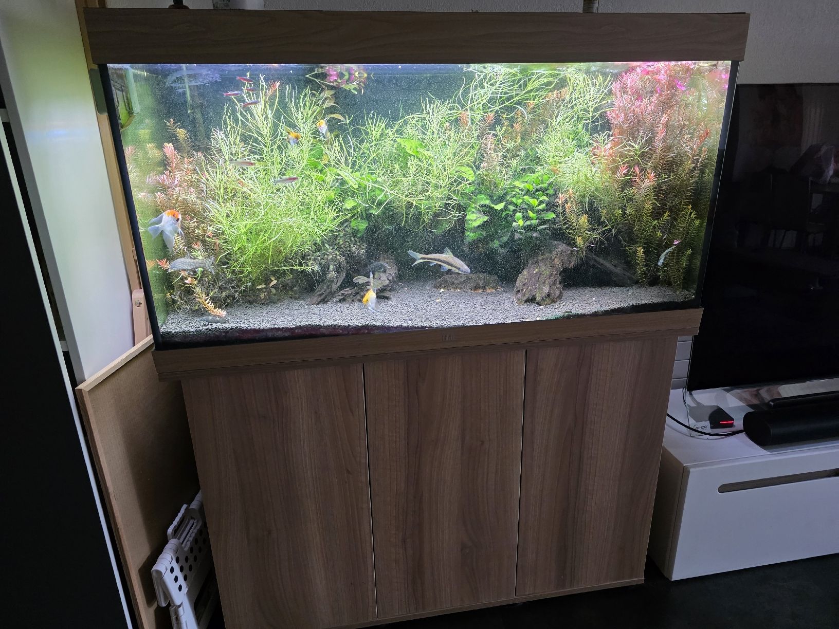 Acquari: Aquarium Juwel – Nuovo (secondo la descrizione) da Wagenhausen venduto da sab_8xpy