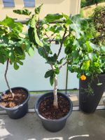 Feigenbaum mit Fruechten im Topf gute Pflege Fikus carica