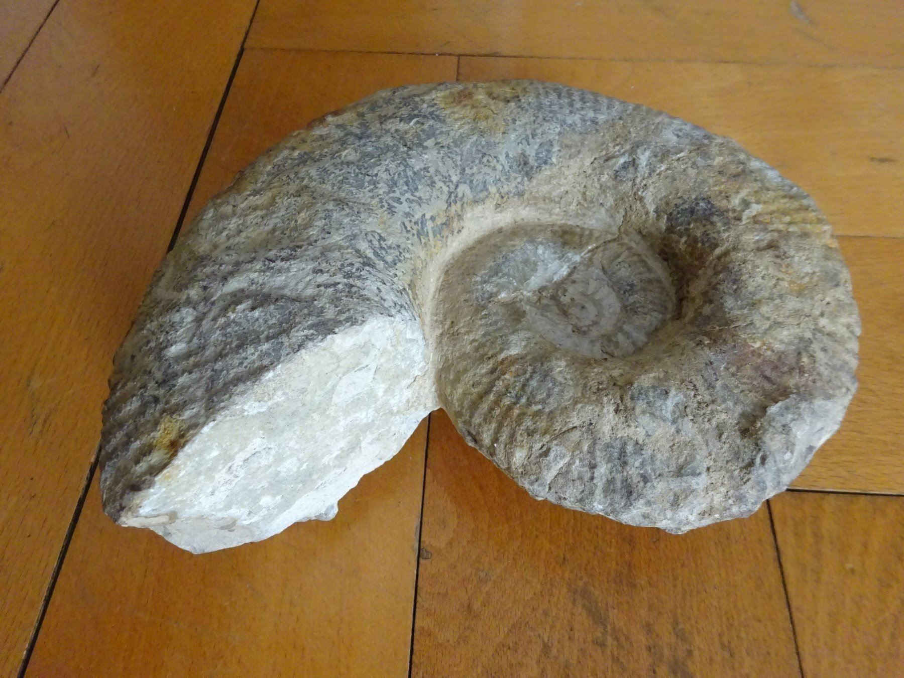 Fossilien: Grosser Ammonit / 3500 Gramm – Gebraucht aus Esslingen von eintagammeer 3