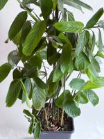 KORBMARANTE*MAGIC MOSAIC*CTENANTHE PILOSA*****