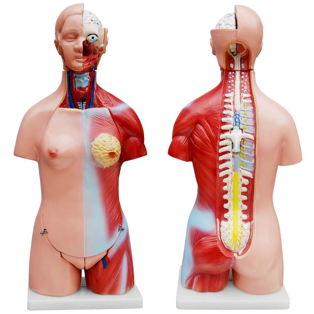 Tecnologia medica: Anatomie Körper mit Organe 45 cm – Nuovo e nell'imballaggio originale da Bottighofen venduto da zaap 3