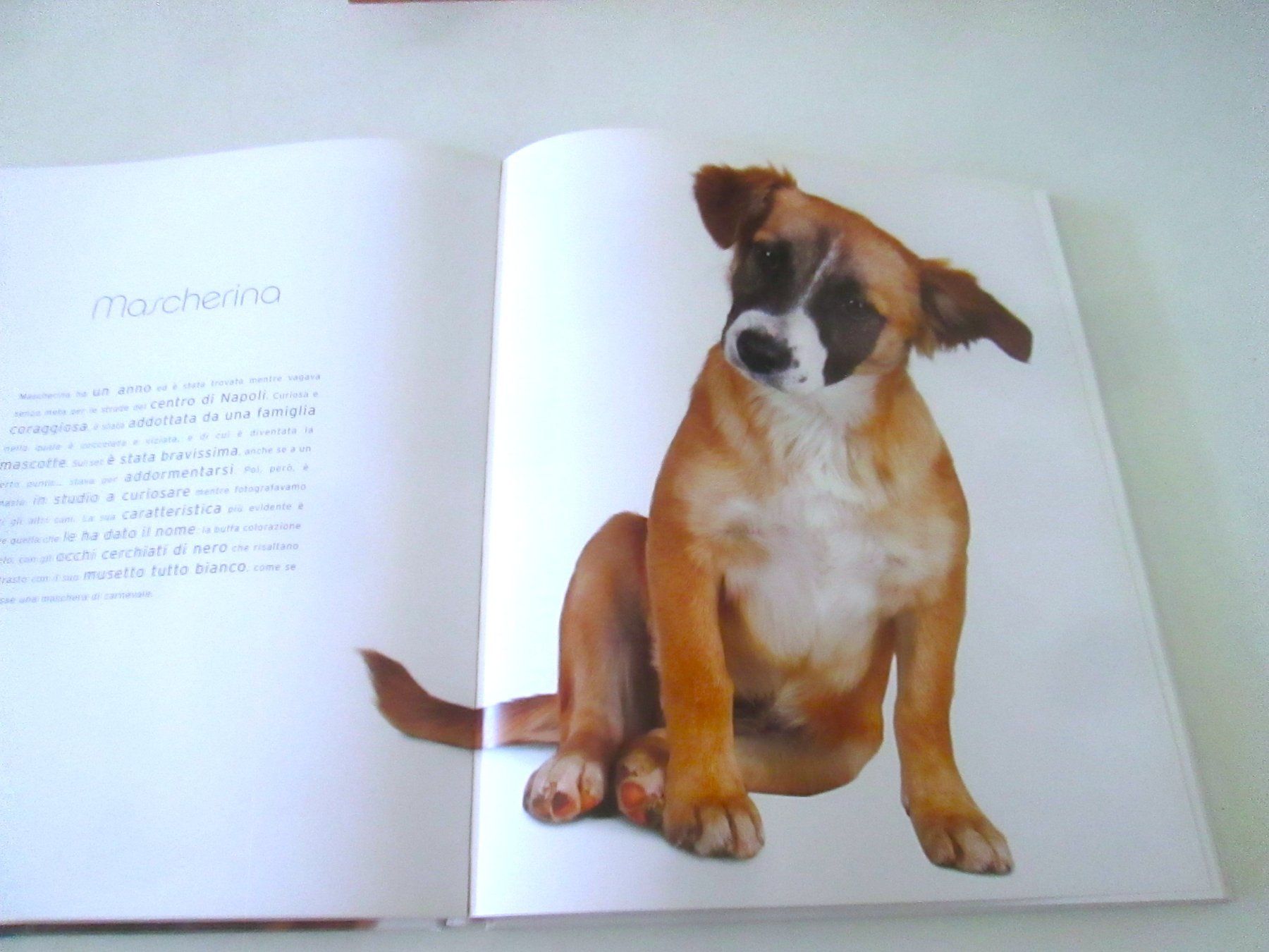Livres: Bastardini Superstar by Fabio Petroni – D'occasion à Sementina par babucia 3