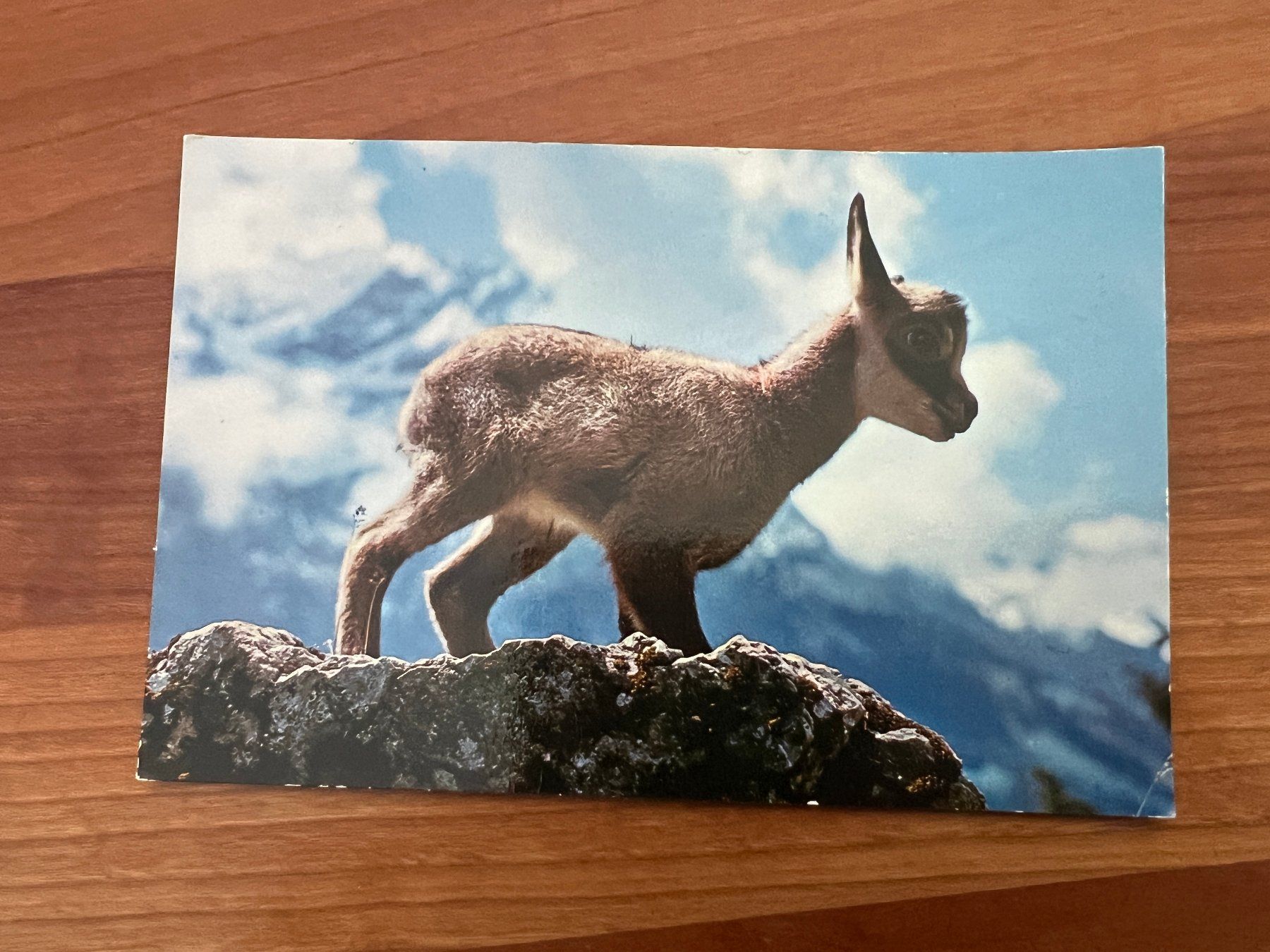 Cartoline postali: AK  1980 Gemskitz  (G2168) – Usato da Hinwil venduto da Sidi4