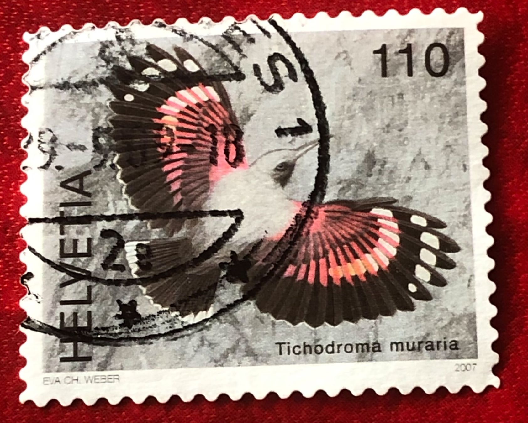 Tutti i francobolli: Nr. 1238 MAUERLÄUFER GESTEMPELT 2007    – Usato da Aarau venduto da Billa007