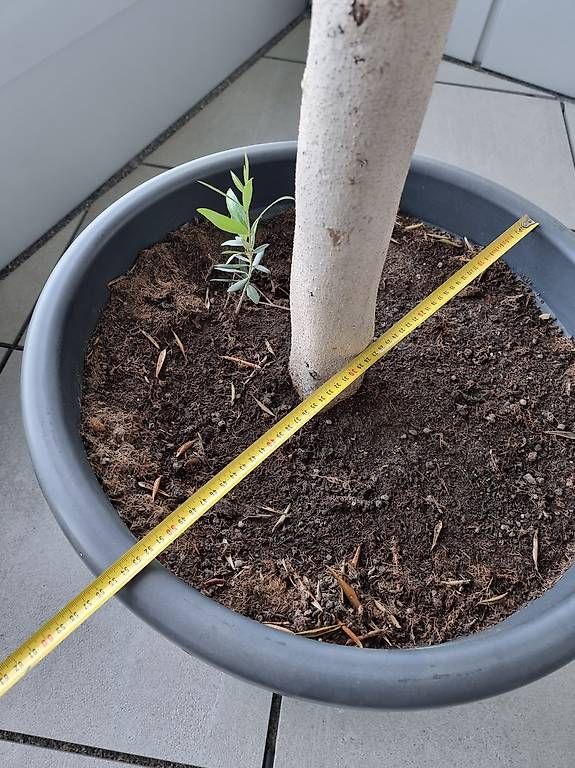 Piante & sementi: Olivenbaum im Kübel 170cm – Usato da Ostermundigen venduto da d-p73 4