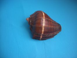 Wunderschöne Muschel Philippinen 12 cm
