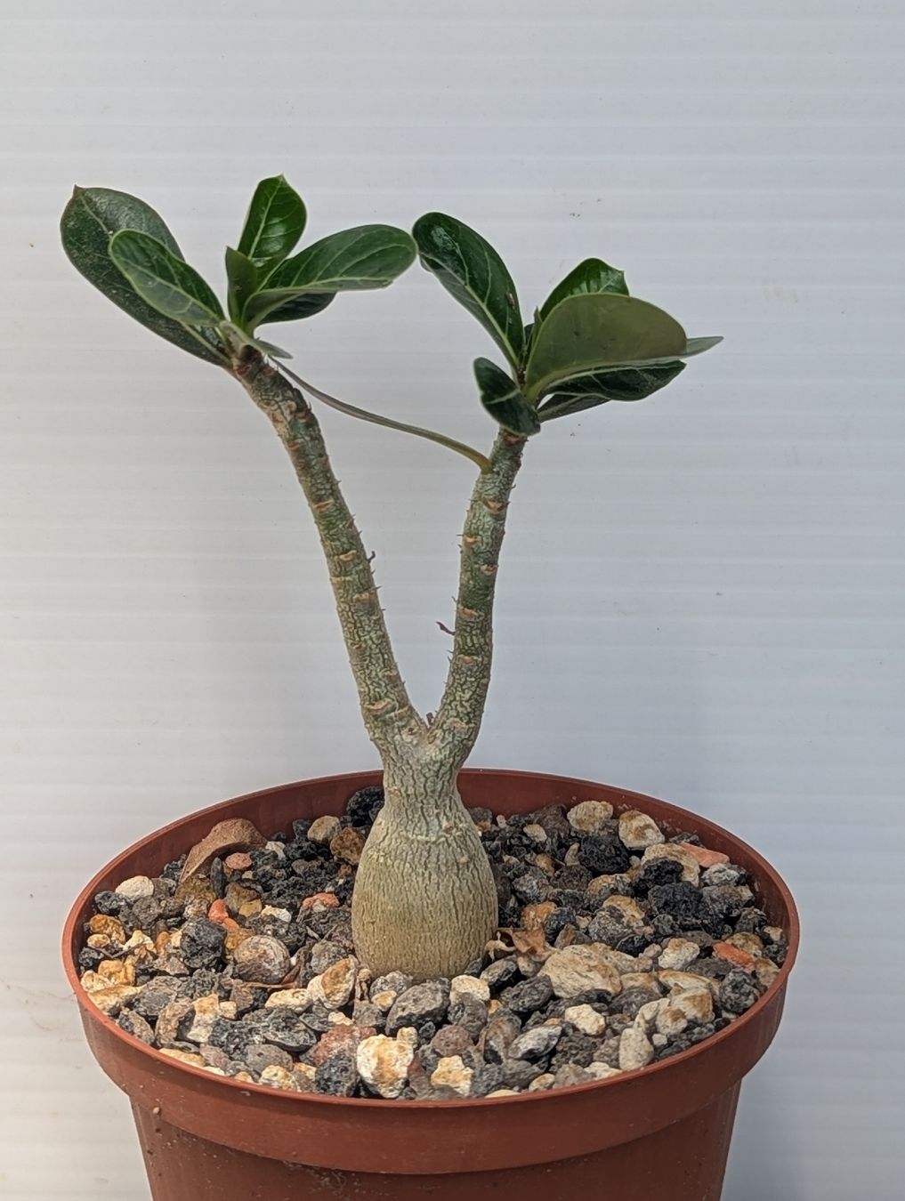 Piante & sementi: Adenium obesum – Usato da Comano venduto da che_8lc2