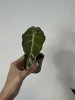 Alocasia Jungpflanze aus schöner Mutterpflanze