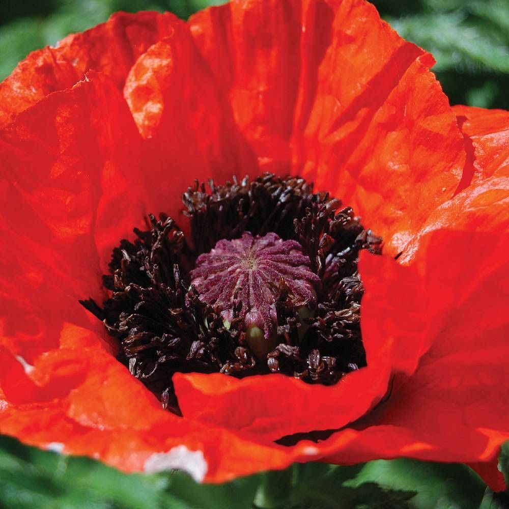Piante & sementi: 300 Samen Staudenmohn SCARLET – Nuovo (secondo la descrizione) da Ehrendingen venduto da VerveinaSamen 2