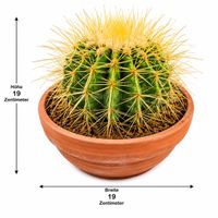 🌵 Großer Goldkugelkaktus (Echinocactus grusonii) – ca. 19 