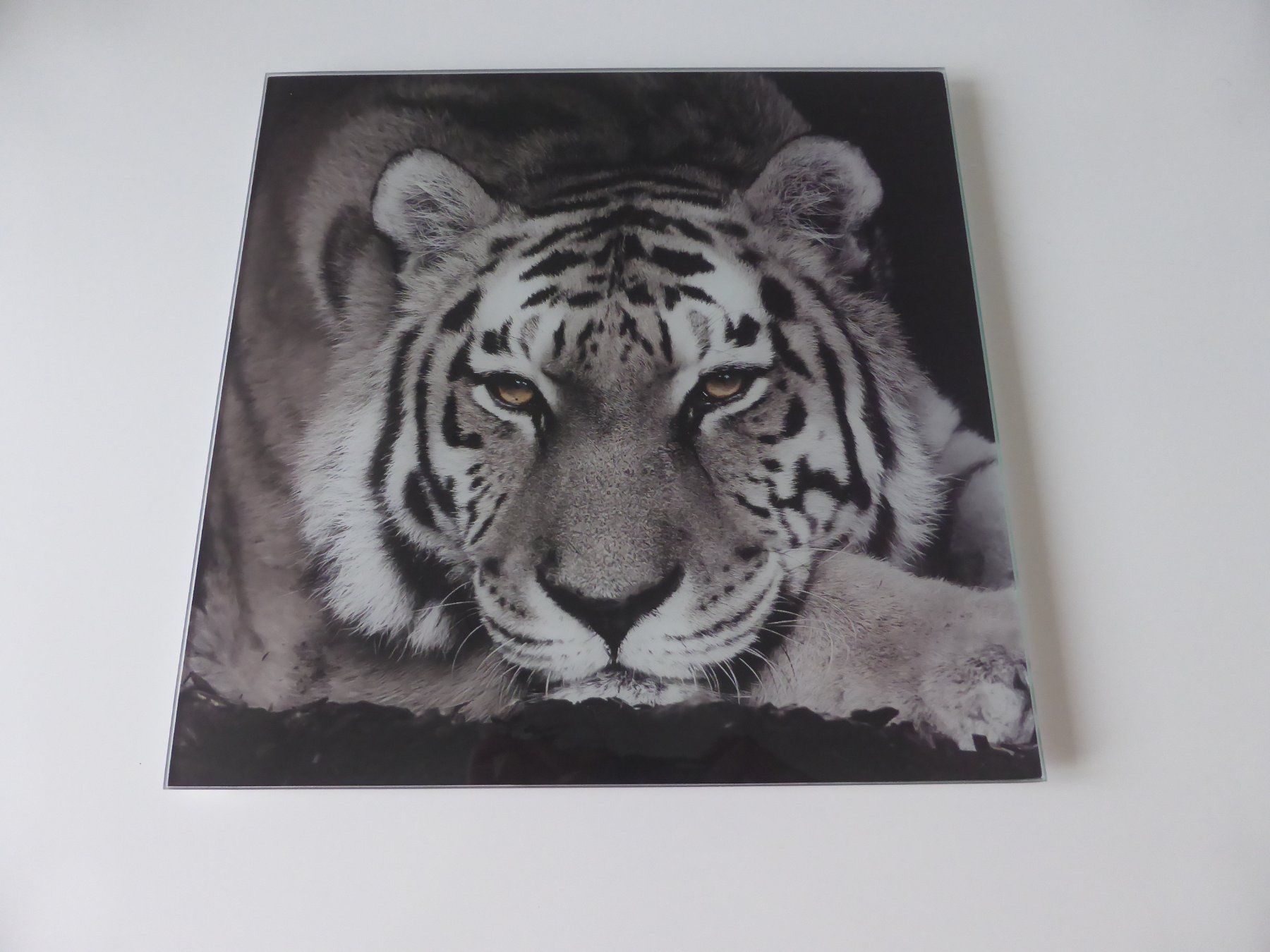 Foto & Immagini: Glasbild 30x30 Tiger – Usato da Trimmis venduto da bergamo10 1
