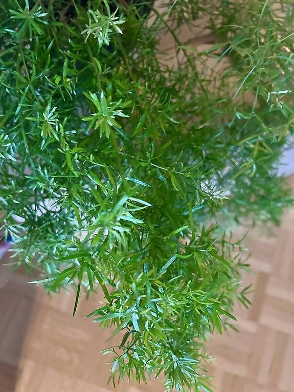 Piante & sementi: Asparagus  – Nuovo e nell'imballaggio originale da Frauenfeld venduto da Irene.Schuppli 3