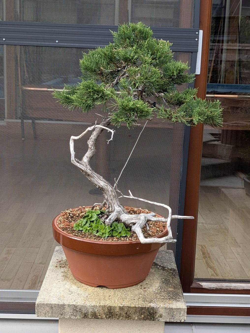Pflanzen & Samen: Bonsai wacholder 70cm – Gebraucht aus Buckten von Aerosolist
