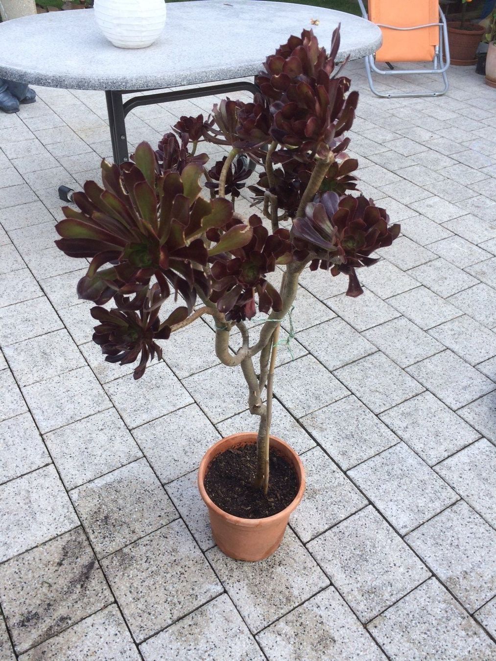 Piante & sementi: Aeonium arboreum purpurum – Nuovo (secondo la descrizione) da Vinelz venduto da Wellensittich55