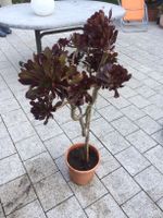 Aeonium arboreum purpurum