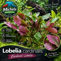  Lobelia cardinalis  Kardinal-Lobelie