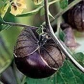 Lenterne chinoise VIOLETE! 15g + CADEAU