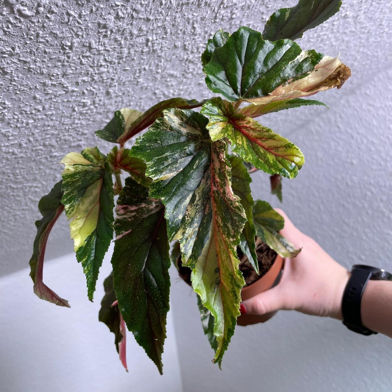 Piante & sementi: Begonia Ginny Galaxy variegata – Usato da Suhr venduto da Planted.by.two
