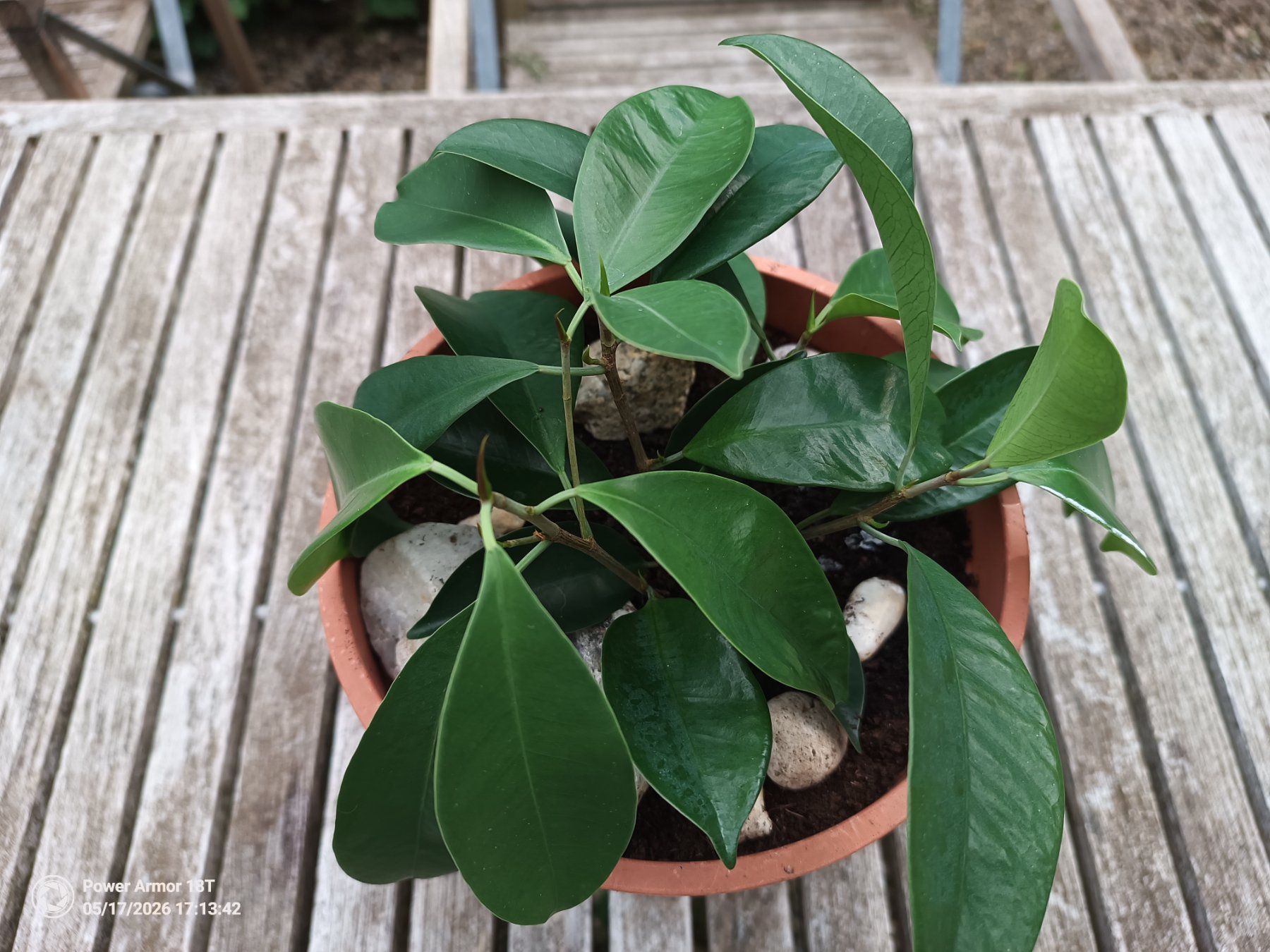 Piante & sementi: Elephant Tree – Usato da Winterthur venduto da Kristiinag
