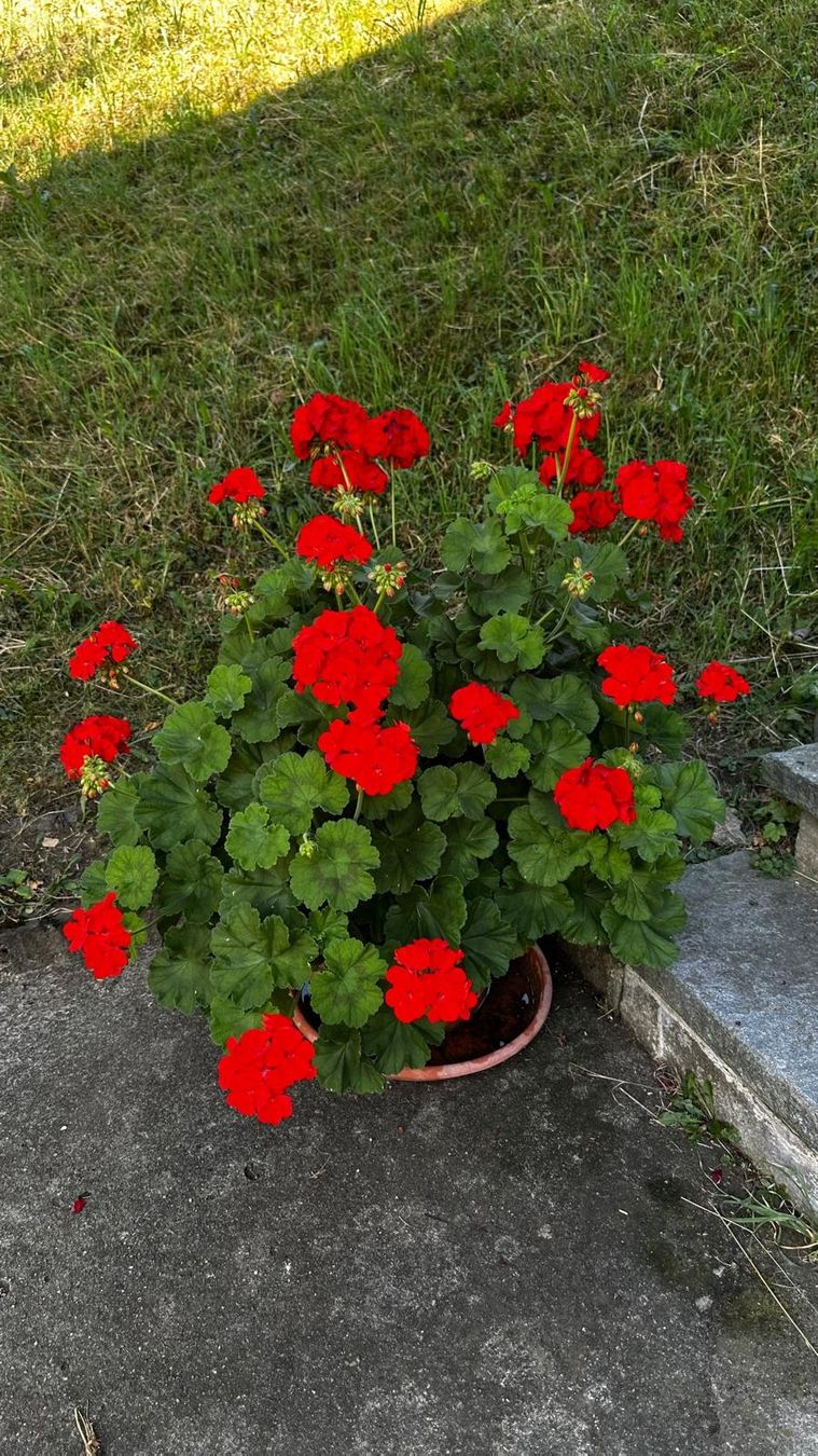 Pflanzen & Samen: Geranien – Gebraucht aus Rickenbach SZ von Schnagglilivia 3